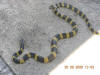 Banded Krait (from Wikipedia)